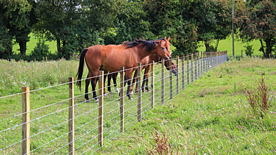 Paalafstand afrastering paarden