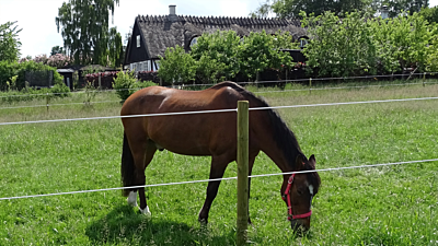 Paarden afrastering