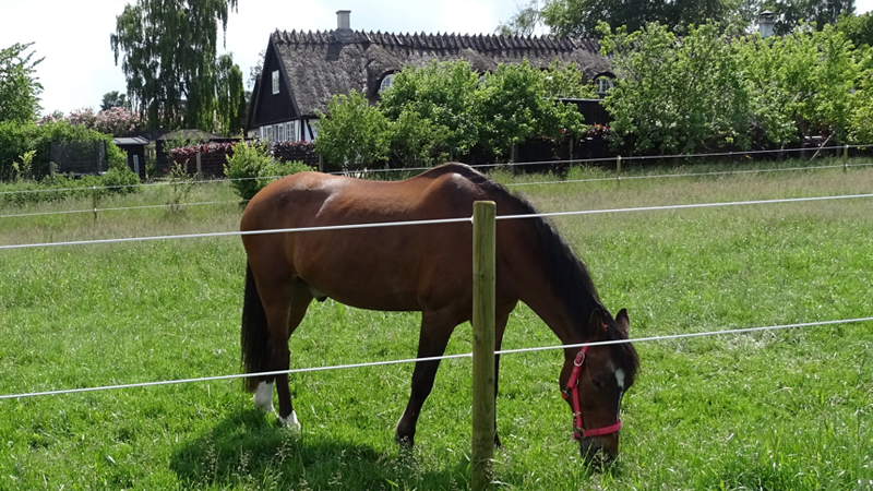 Paarden afrastering